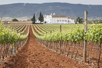 Mercado-da-saudade-Nos-produits-vins-et-alcools-Région-de -l'Alentejo