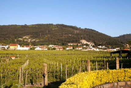 Mercado-da-saudade-Nos-produits-vins-et-alcools-Région-du-Minho